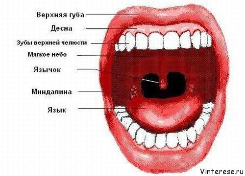 Углеводная загрузка